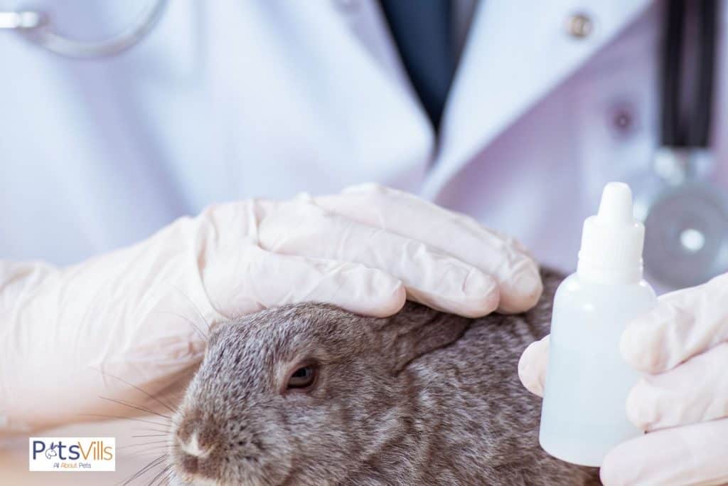 vet taking care of rabbits, rabbits carring tips