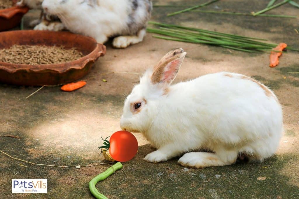 a rabbit is eating tomato in a small amount