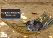 5 Best Chinchilla Hammocks for Harmonic Relaxation (Review)