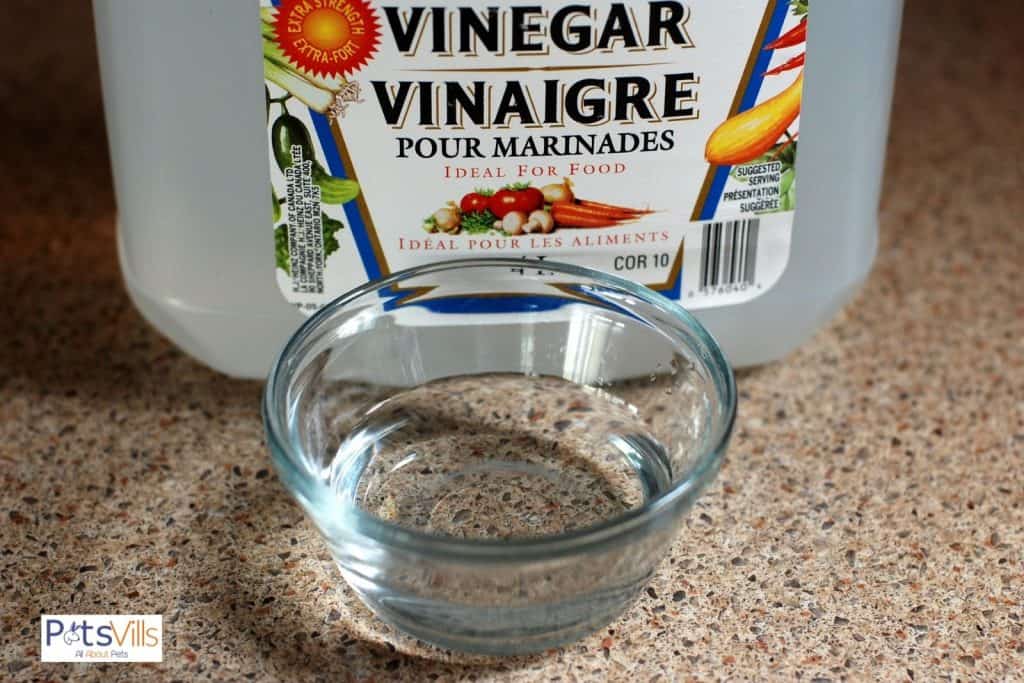 a vinegar to clean guinea pig cage