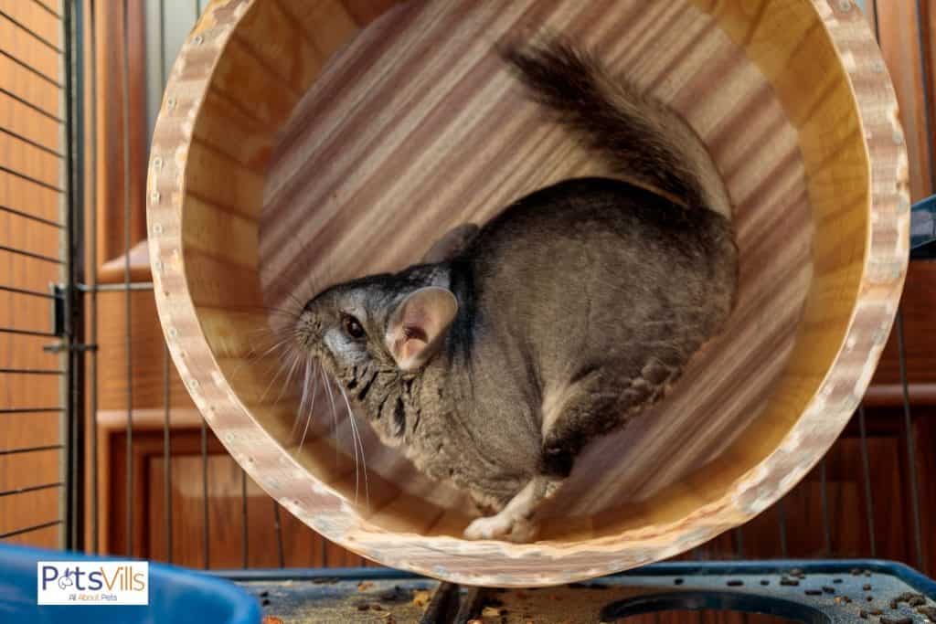 a chinchilla running on his exercise wheel, 
