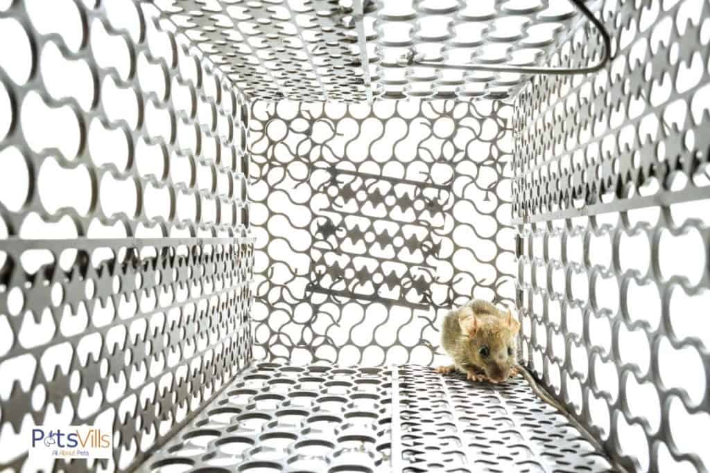 a rat in one of the best rat cages that is built with metal wire
