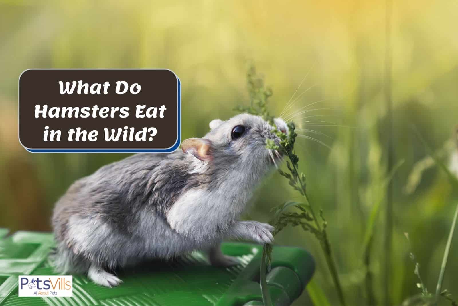 hamster eating, what do hamsters eat in the wild