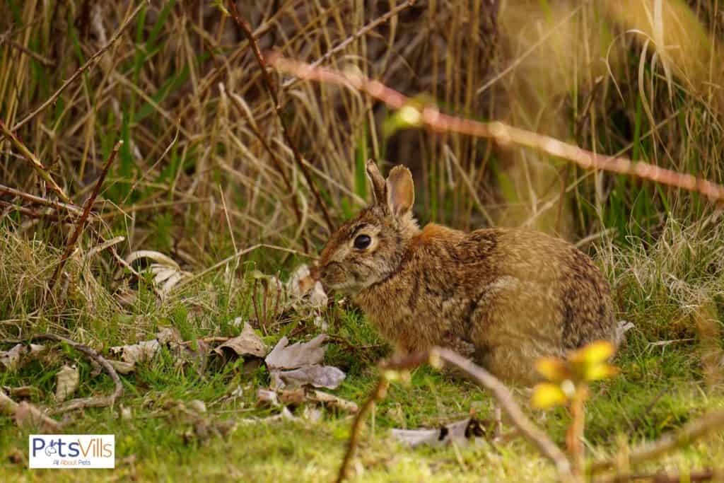 a rabbit in wild, what is rabbits life expectancy