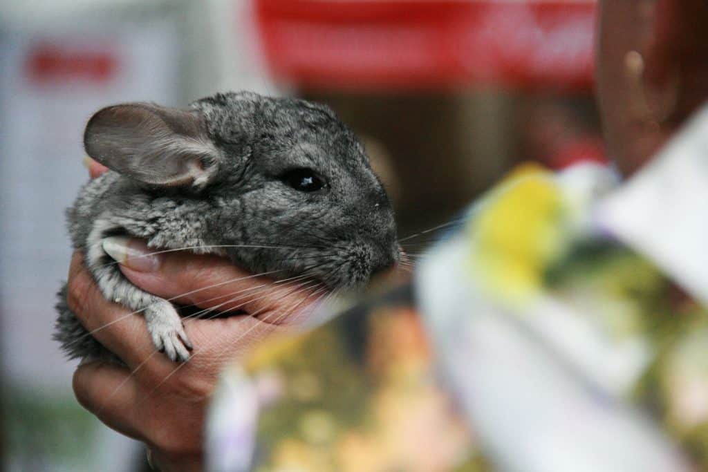 a wet chinchilla in hand, can chinchillas get wet