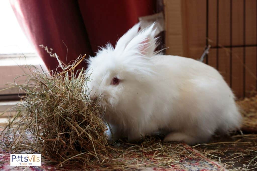 a lionhead rabbit eating hay