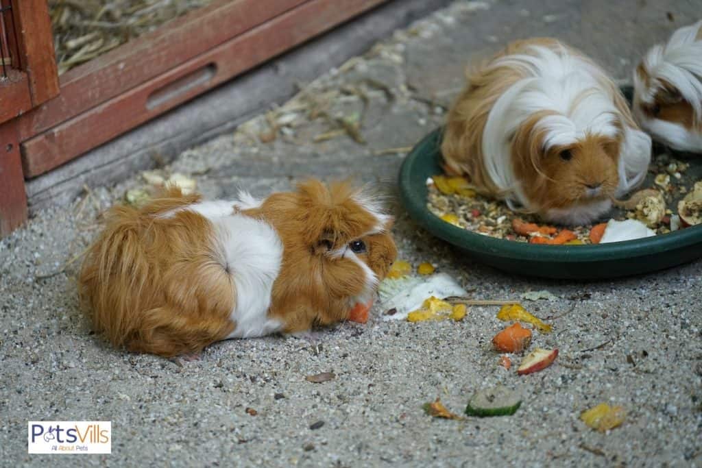 silkie guinea pig eating food