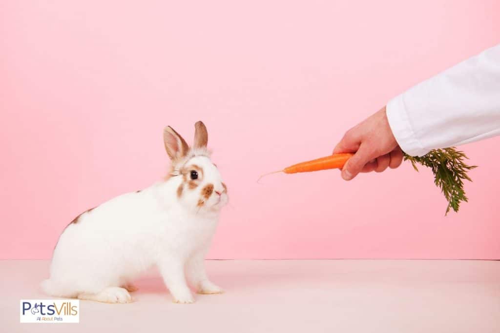 a rabbit eating carrot