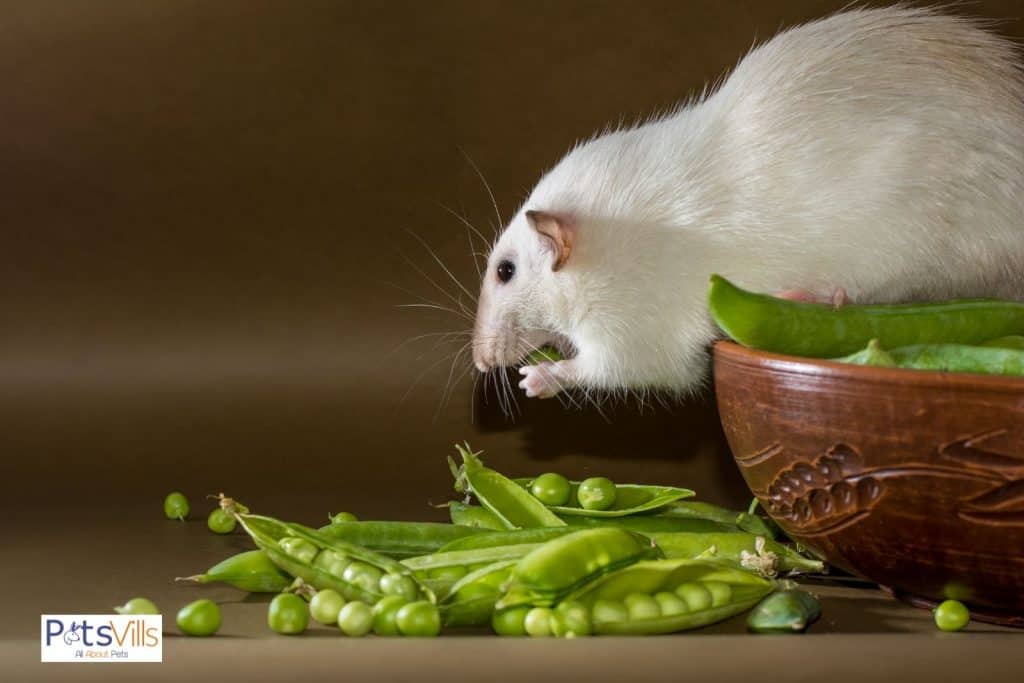 a rat eating protein