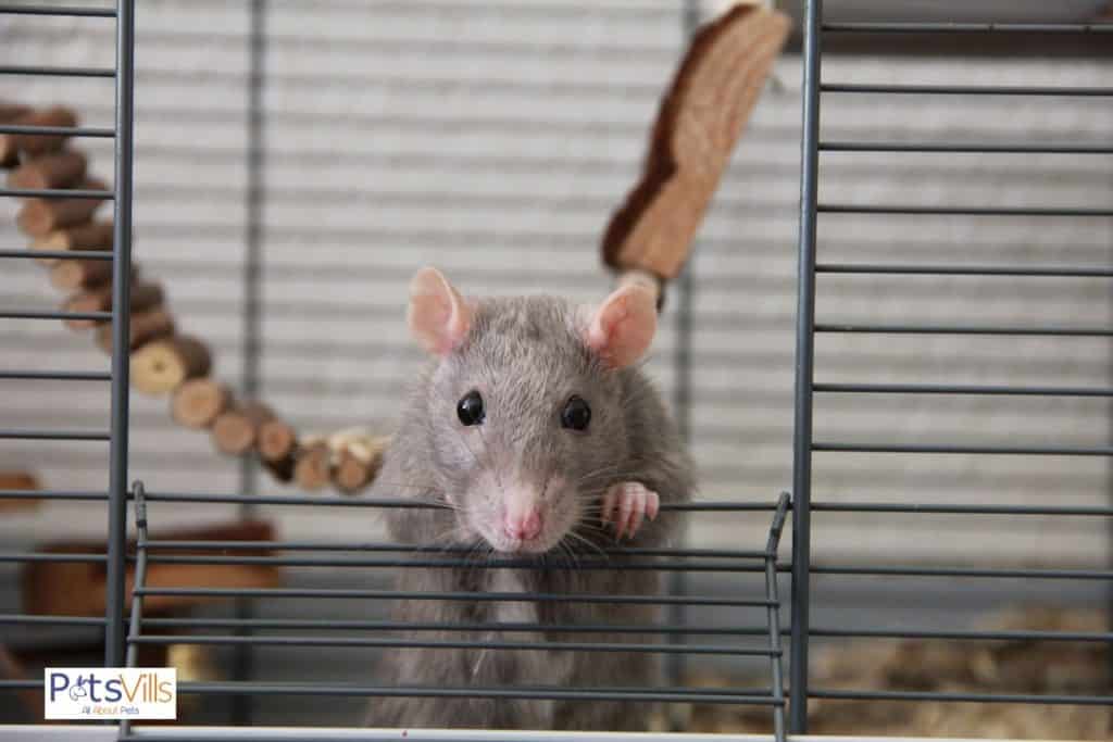a rat in a cage with best rat toys