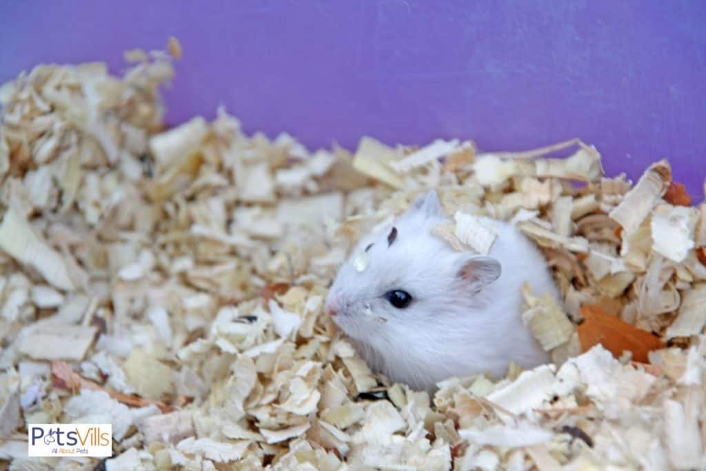 a hamster on a bedding