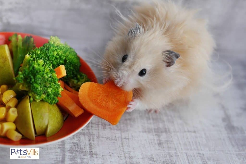 hamster eating vegetables, can hamsters eat celery