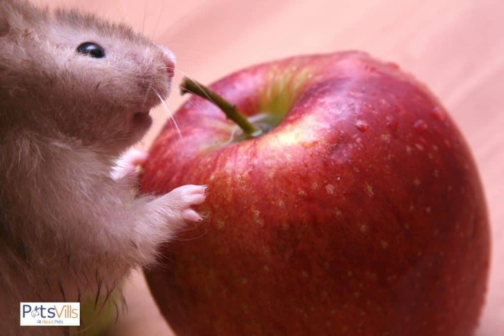 hamster eating apple, can hamsters eat strawberries