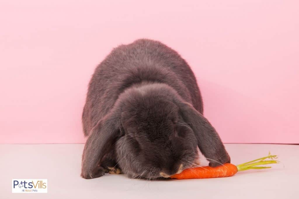 american fuzy lop rabbit eating carrot