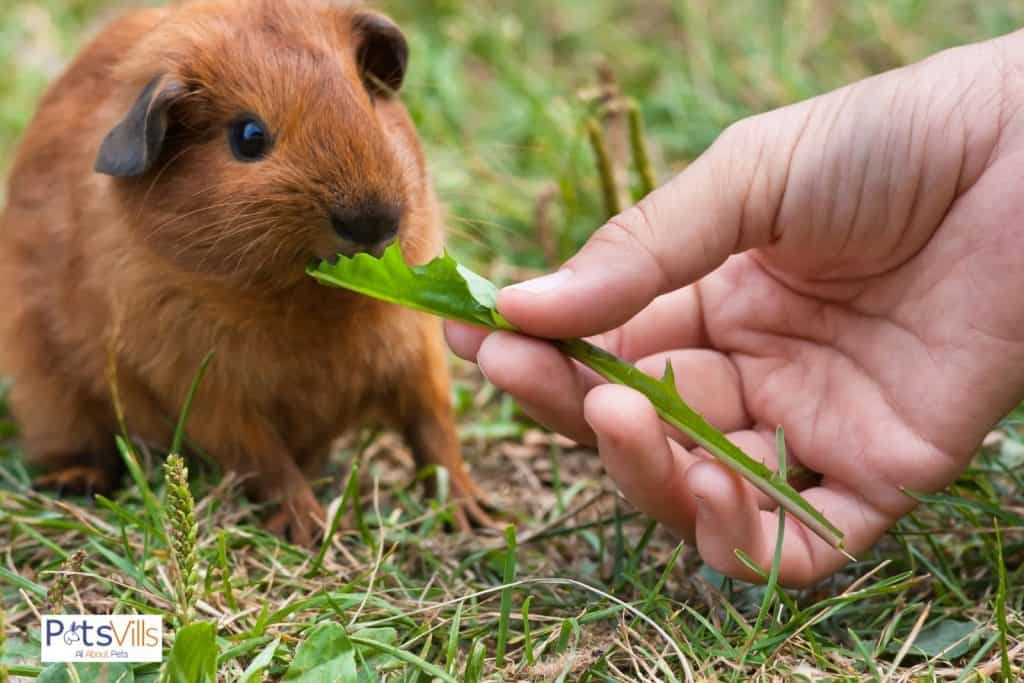 an american guinea pig eating vegetable
