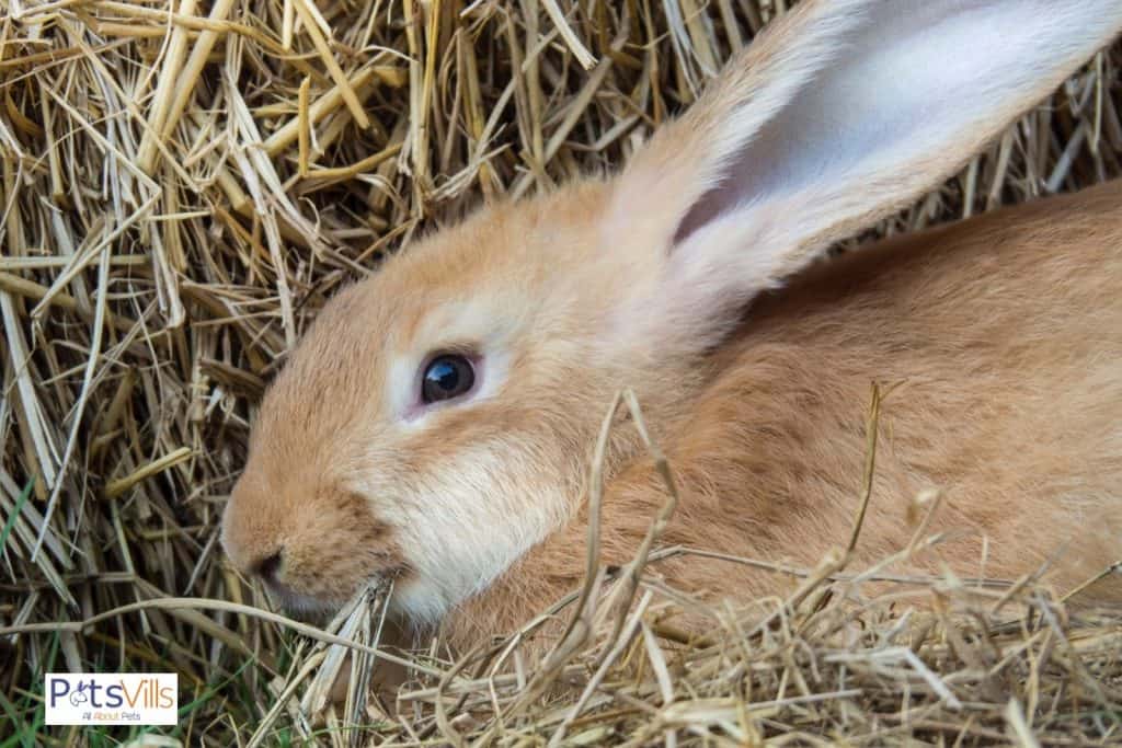 flemish giant rabbit eating hay