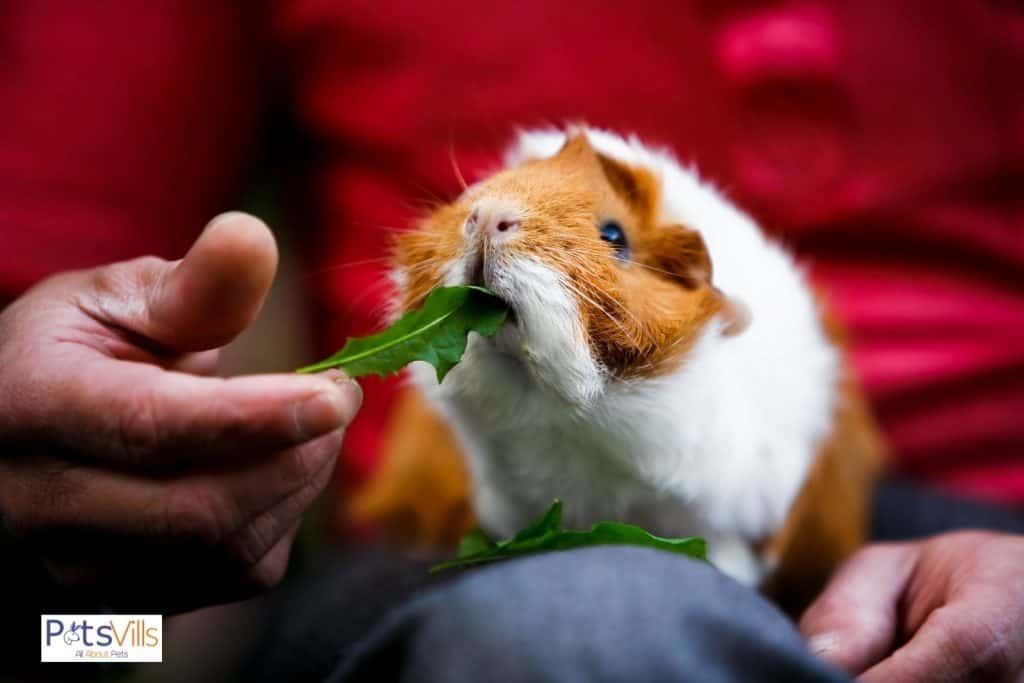 a peruvian guinea pig eating veggie