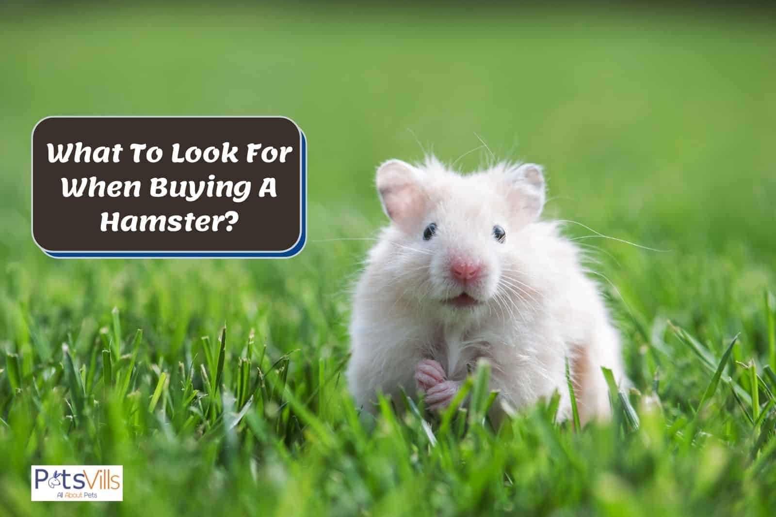 a cute hamster, thins to consider before buying a hamster