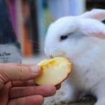 a men feeding apple to bunny