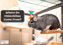 Where Do Chinchillas Come From? [History & Interesting Facts]