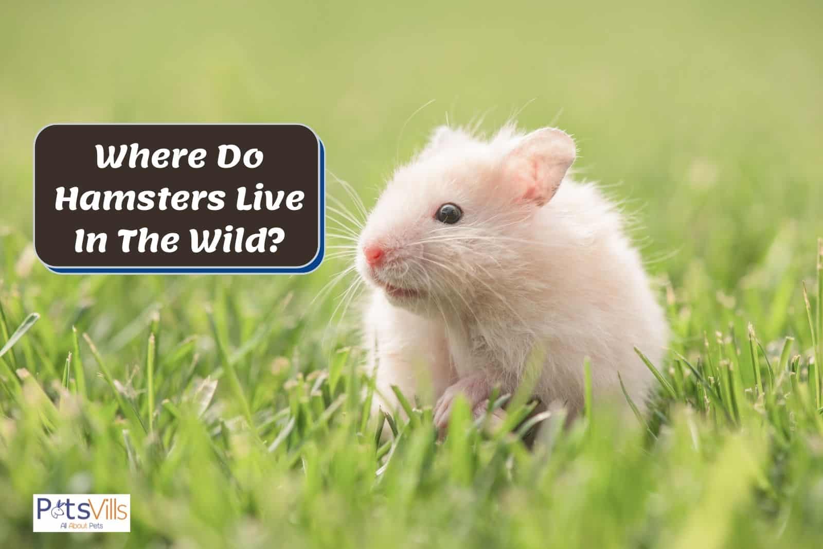a hamsters in wild