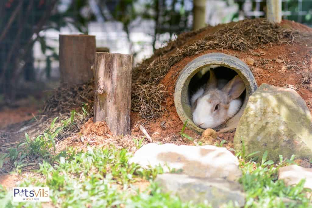 a rabbit sleeping in burrows