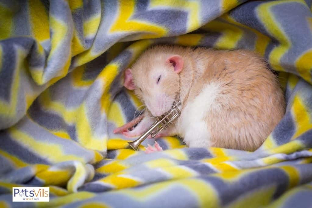 a rat sleeping in the corner of bed
