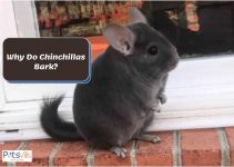 Why Do Chinchillas Bark? And How To Stop It