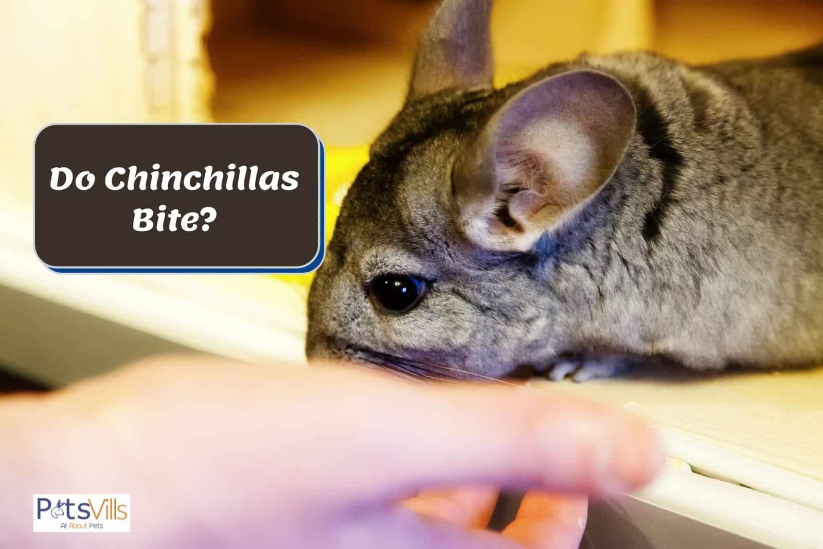 a chinchilla is biting on hand