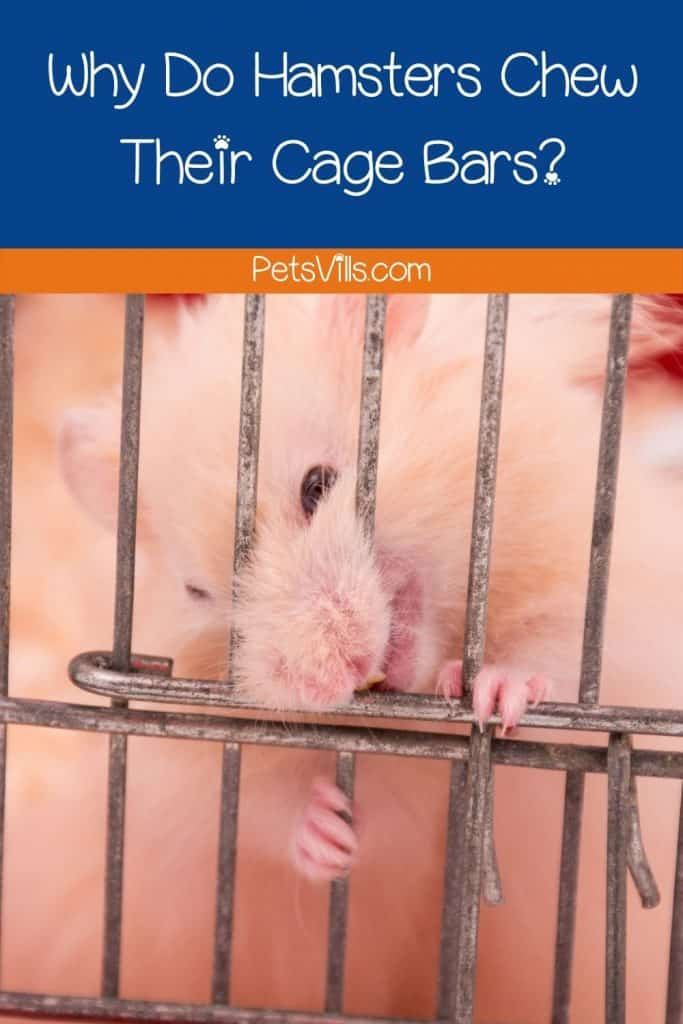 a hamster chewing cage, why do hamsters bite their cage 
