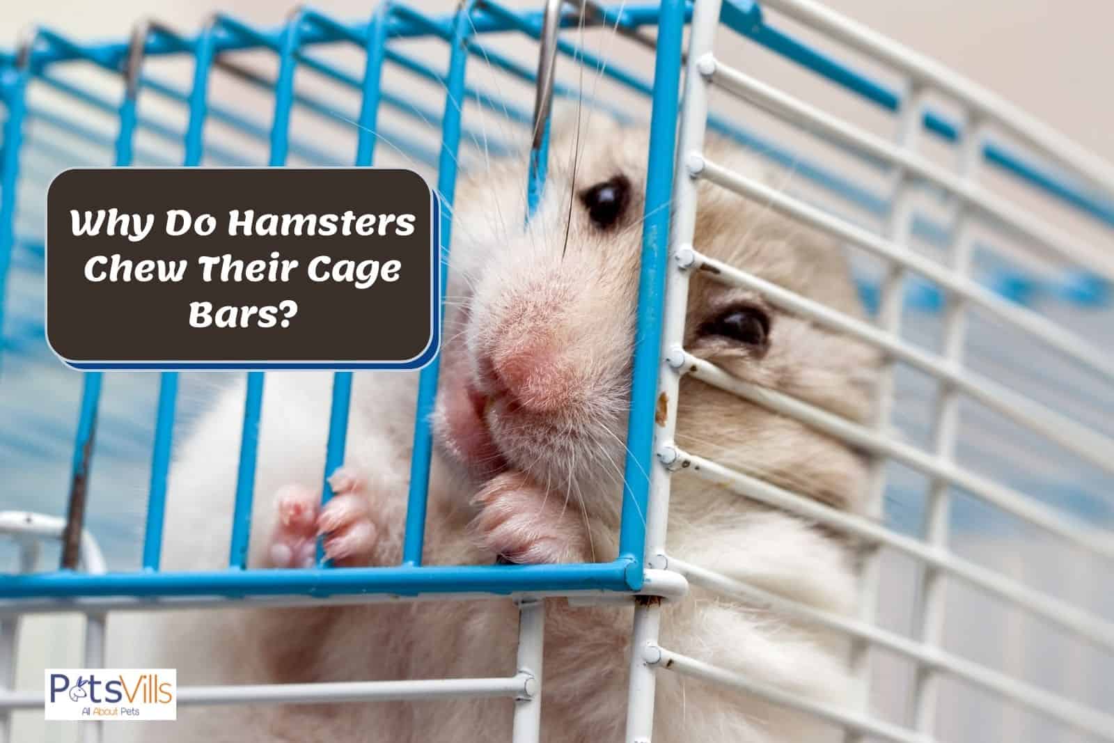 a hamster biting cage, why do hamsters bite their cage