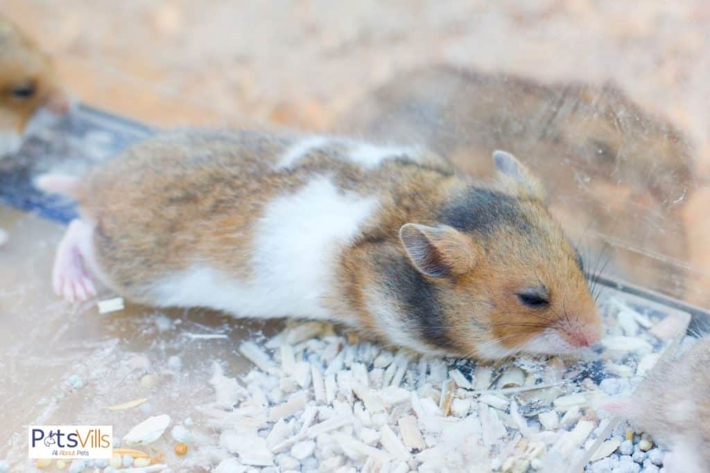 a hamster sleeping at morning, are hamsters nocturnal