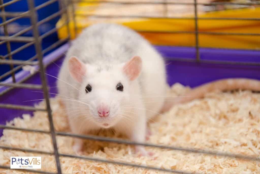 a rat in a cage with best rat bedding