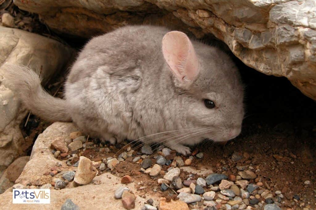 a wild scared chinchilla in the forest
