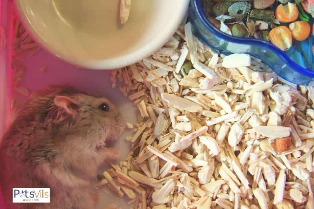 a dirty cage of a hamster, do hamsters attract mice