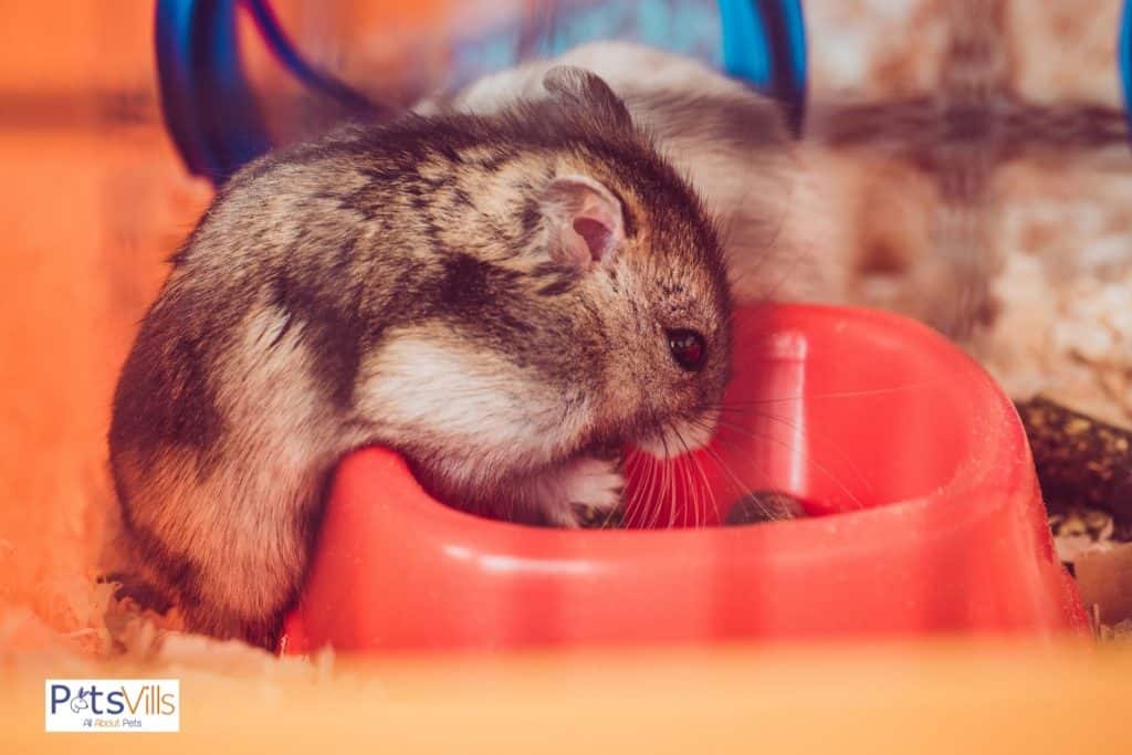 a hamster eating food from the bowl, can hamsters drink water from a bowl