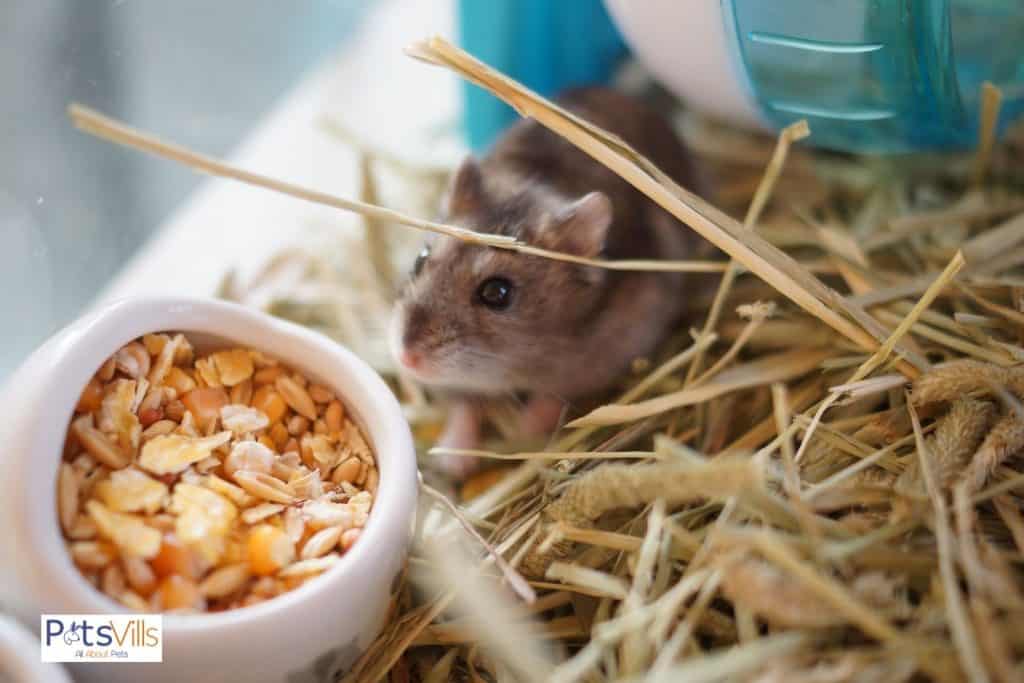 a hamster in a cage with straw bedding, is straw safe for hamsters