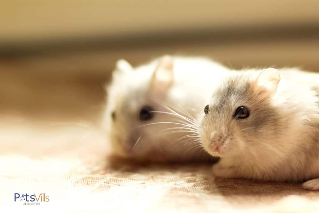 a cute pair of dwarf winter white hamsters