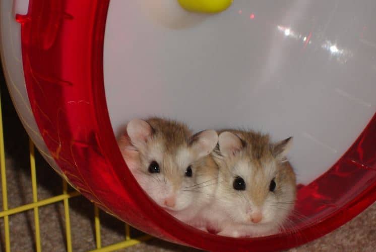 hamsters in wheel