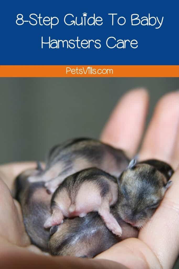 cute baby hamsters in hand