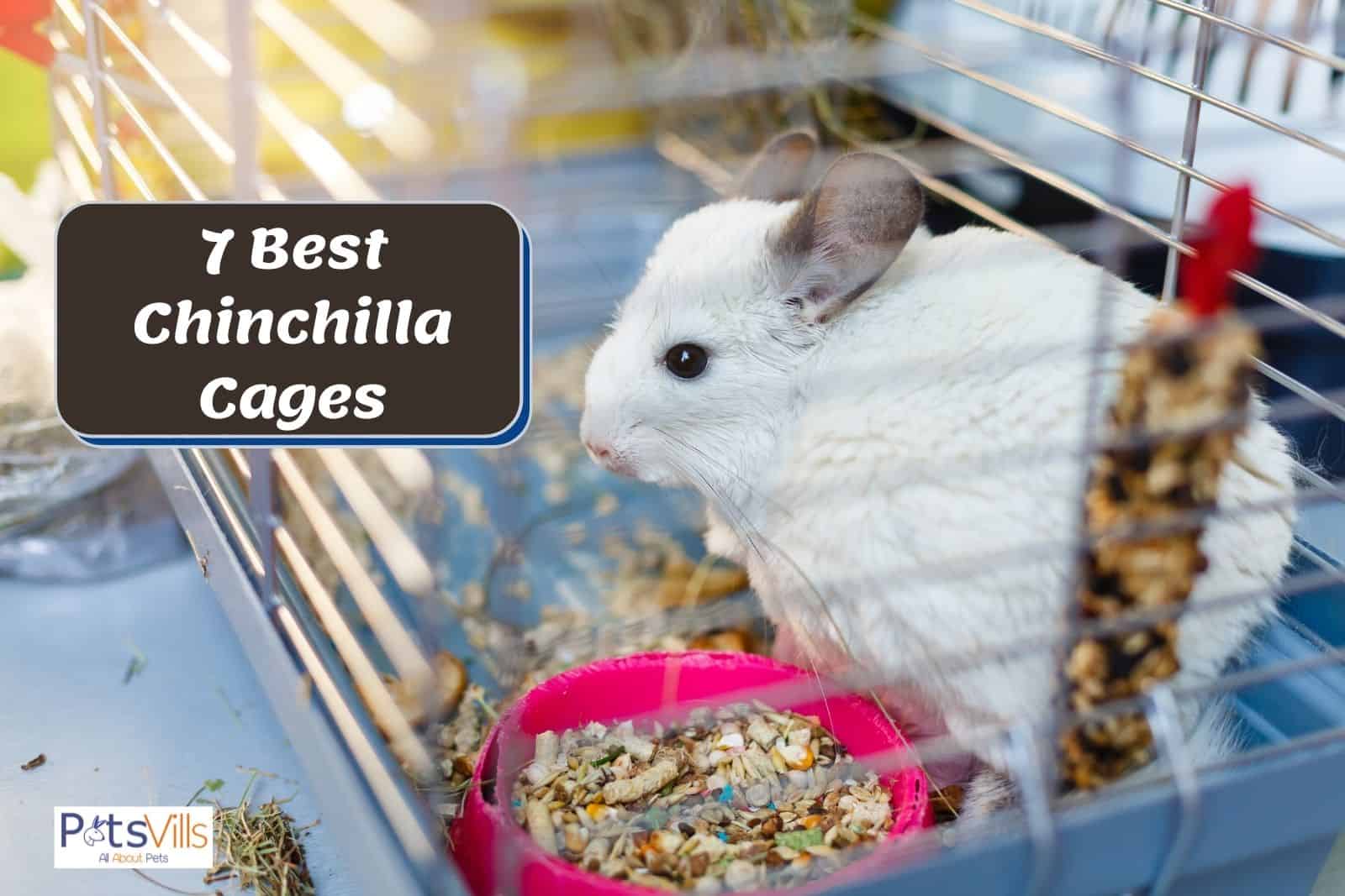 a white chinchilla in her best chinchilla cages