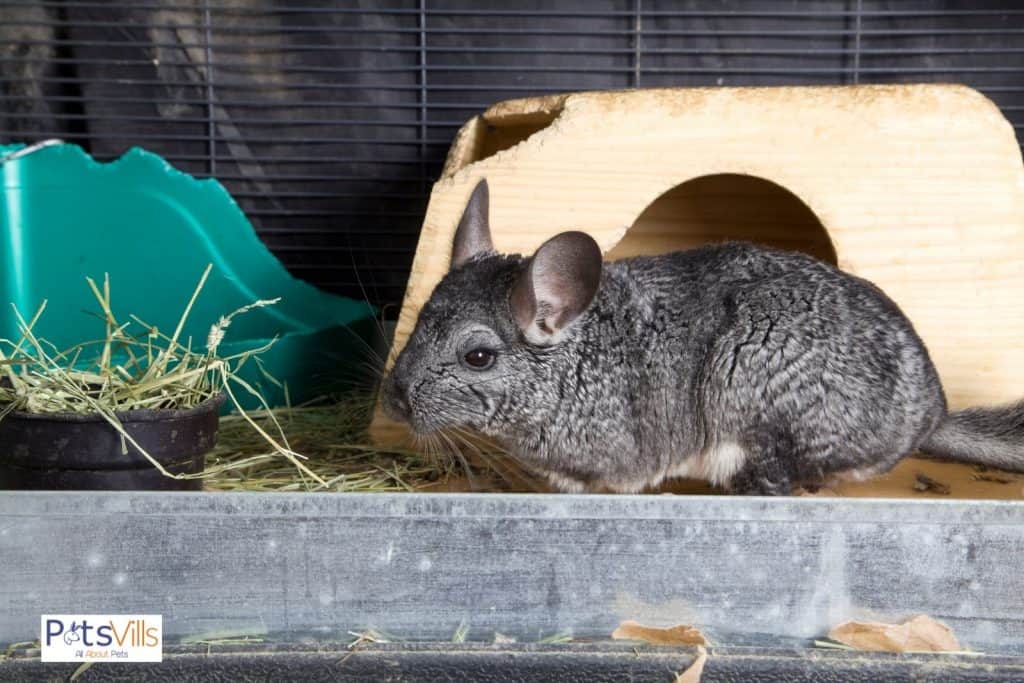 a chinchilla in a bigger cage with a dust bath, are chinchillas rodents
