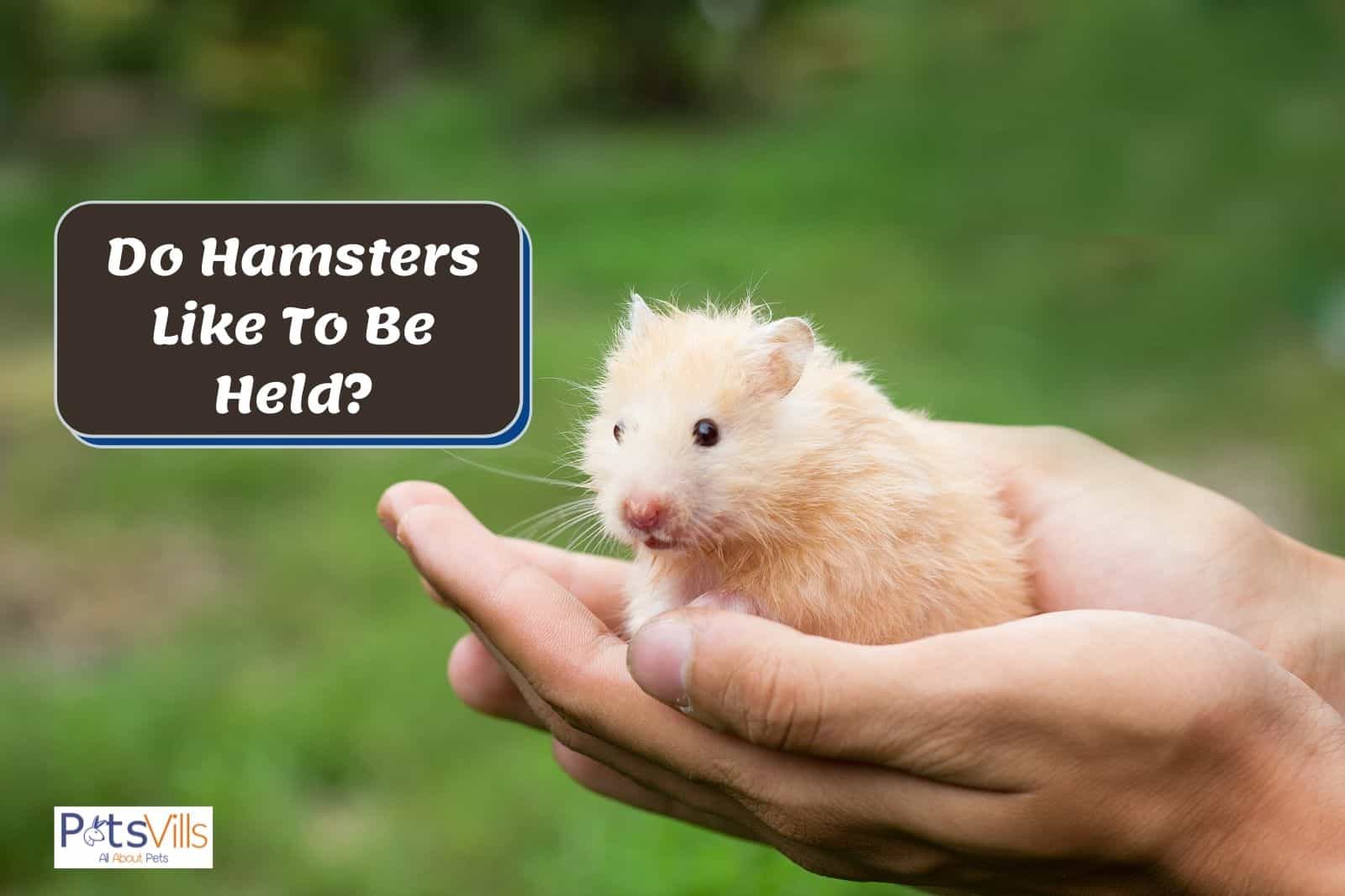 a hamster in a girl's hand, do hamsters like to be held