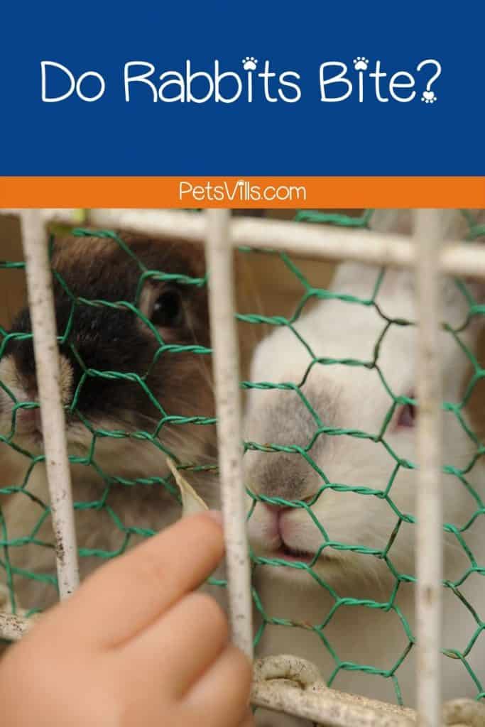 a rabbit trying to bite on finger while locked in cage, do rabbits bite