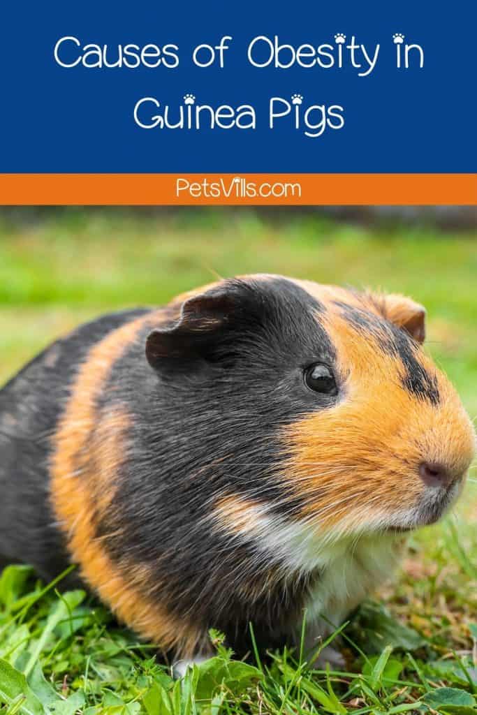 brown and black fat guinea pig