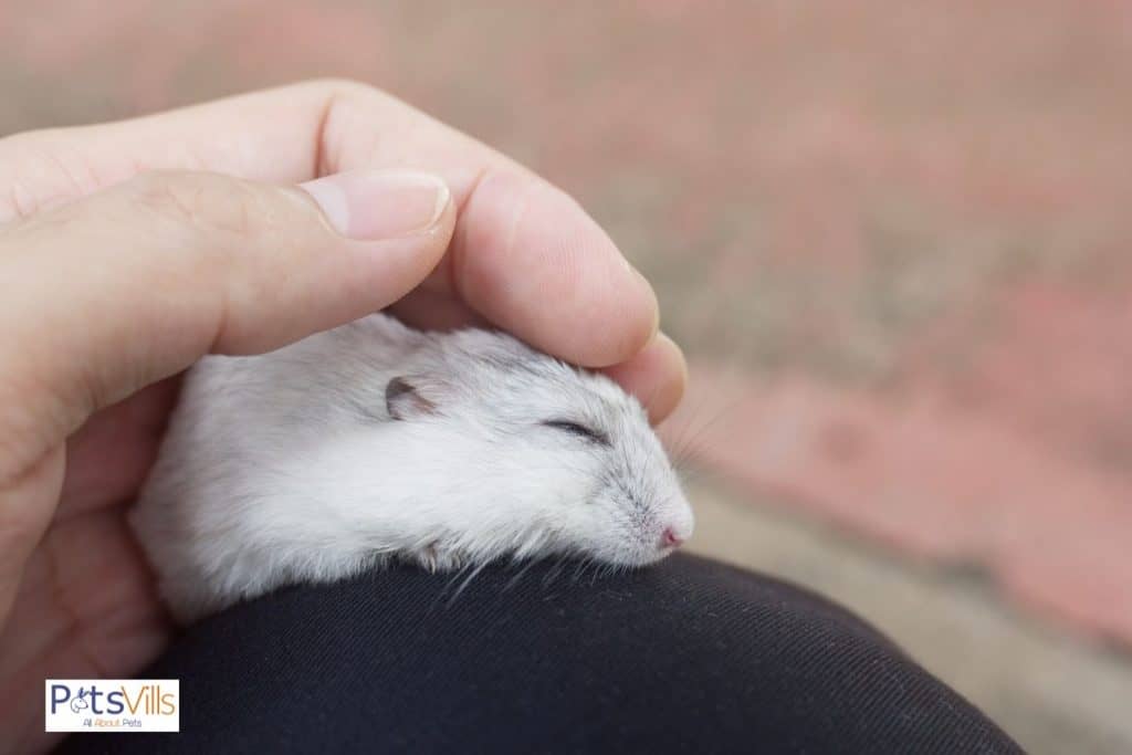 hamster taking nap in hand, do hamsters like to be held