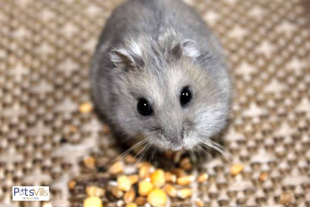a hamster eating uncooked seeds, how long do dwarf hamsters live