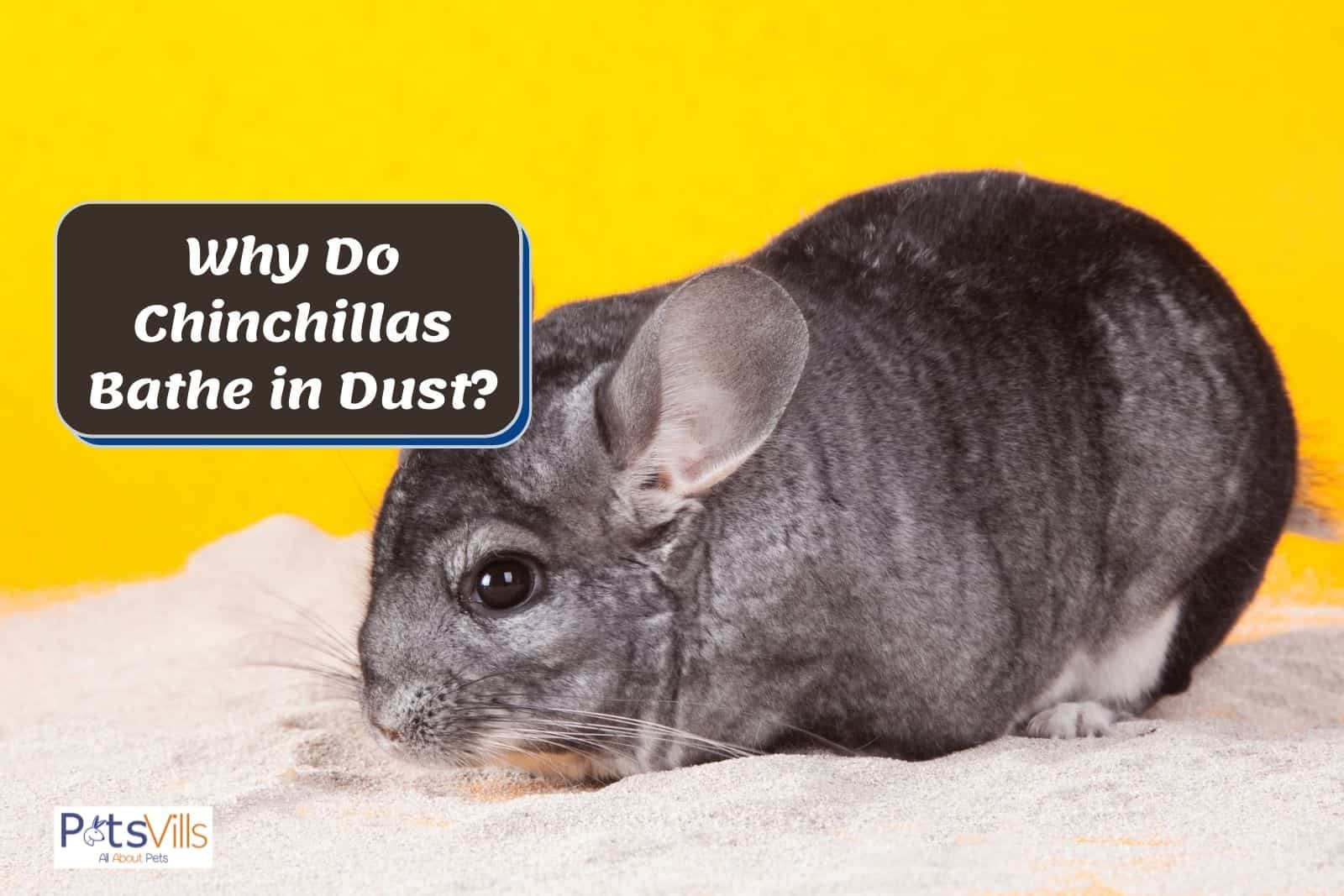 a chinchilla taking dust bath, why do chinchillas need dust bath