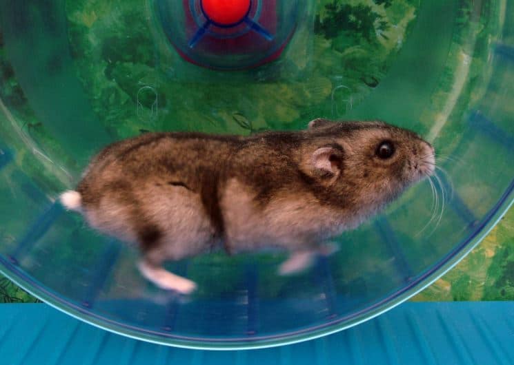a hamster in a wheel