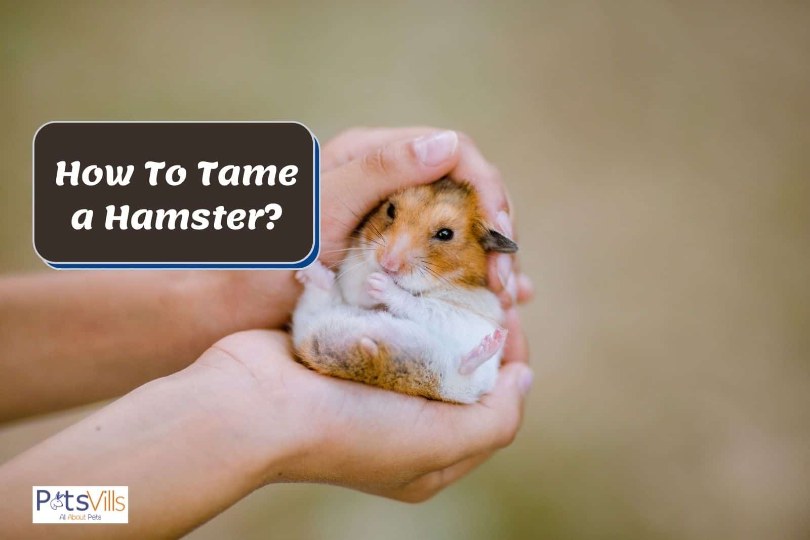 7. Taming a hamster takes time and patience, and it's important to go at their pace.
